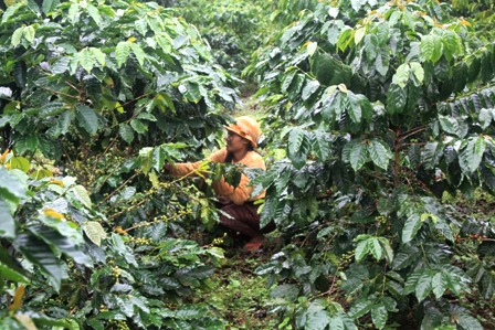 Lào mở rộng diện tích cà phê lên 130.000 ha vào năm 2025